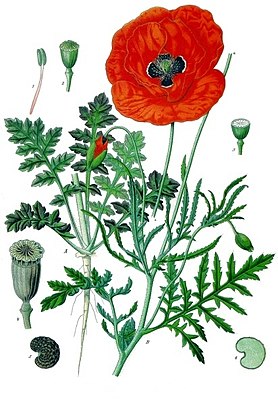 Wikipedia-Papaver_rhoeas_-_Köhler–s_Medizinal-Pflanzen-101