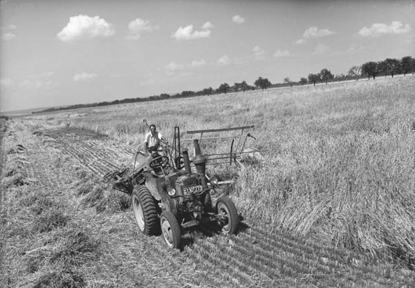 Peter Mayer, Bindemäher bei der Ernte, Gut Herrlehof bei Nordendorf, 1951. Foto Haus der Bayerischen Geschichte